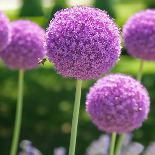 Allium