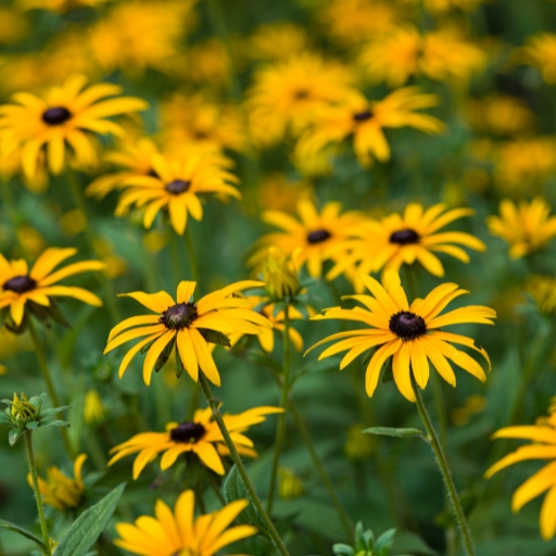 Black-Eyed Susan