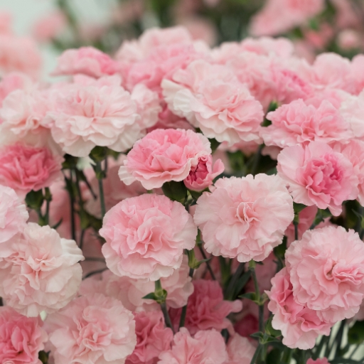 Carnation