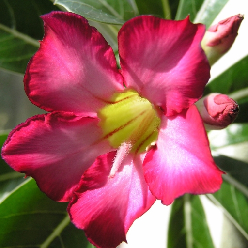 Desert Rose (Adenium obesum)
