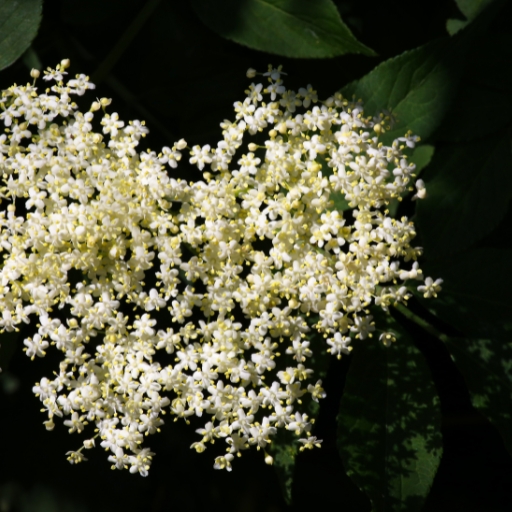 Elderflower (Sambucus nigra)