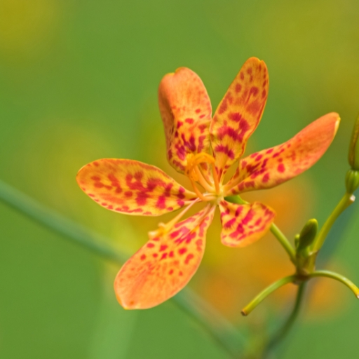 Leopard Lily (Iris domestica)
