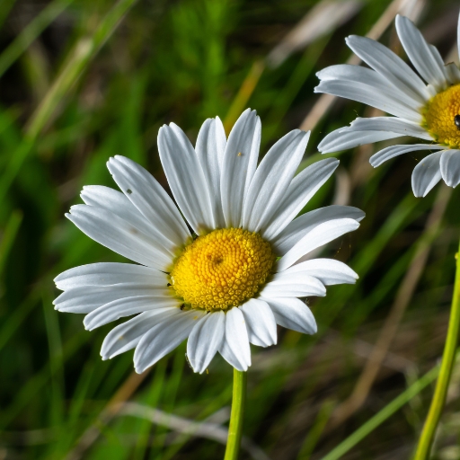 Oxeye Daisy (Leucanthemum vulgare)