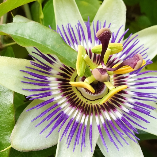 Passionflower (Passiflora incarnata)