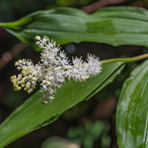 Queen Lily of the Valley (Maianthemum racemosum)