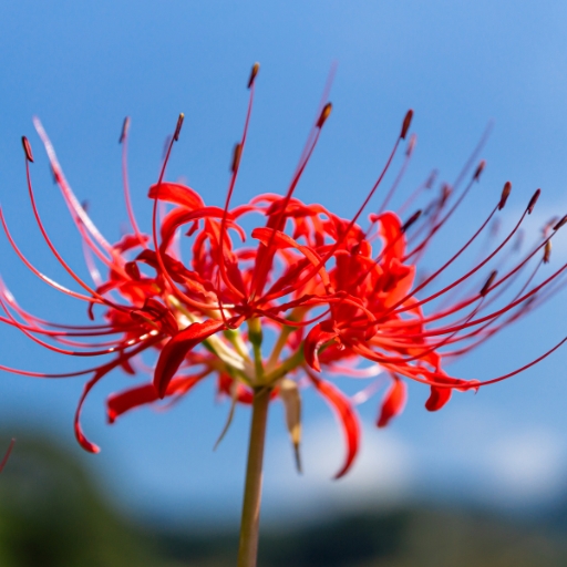 Spider Lily (Lycoris radiata)