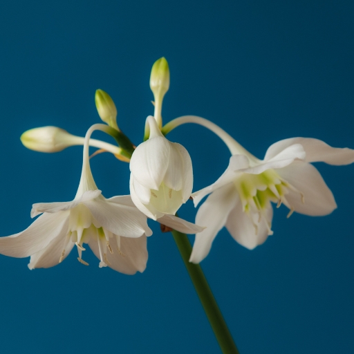 Urceolina (Urceolina peruviana – formerly Eucharis amazonica)