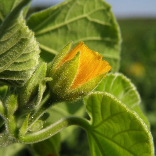 Velvetleaf (Abutilon theophrasti)