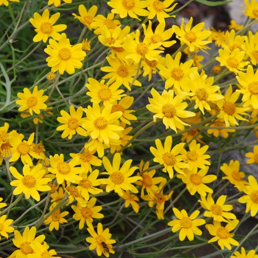 Woolly Sunflower (Eriophyllum lanatum)