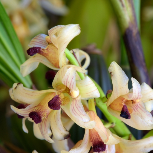 Xylobium Orchid (Xylobium spp. – a genus of flowering orchids)