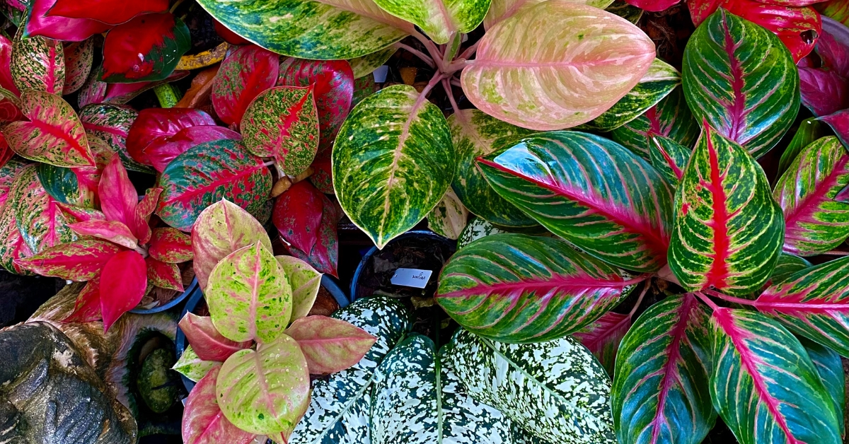 Aglaonema