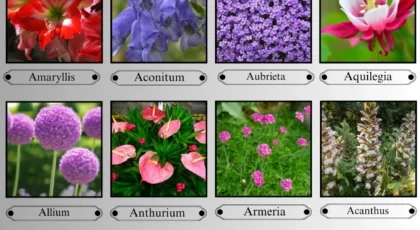Flowers That Start with A