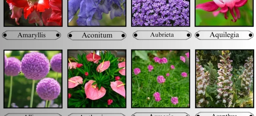Flowers That Start with A