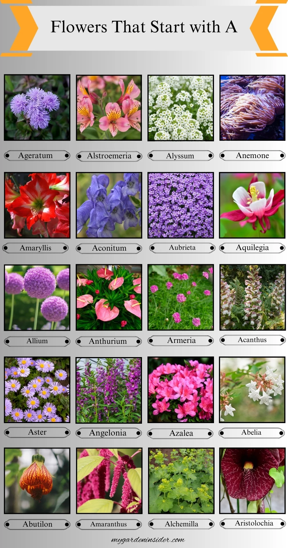 Flowers That Start with A