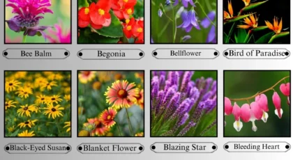 Flowers that start with B