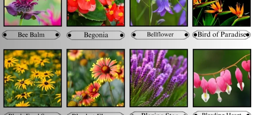 Flowers that start with B
