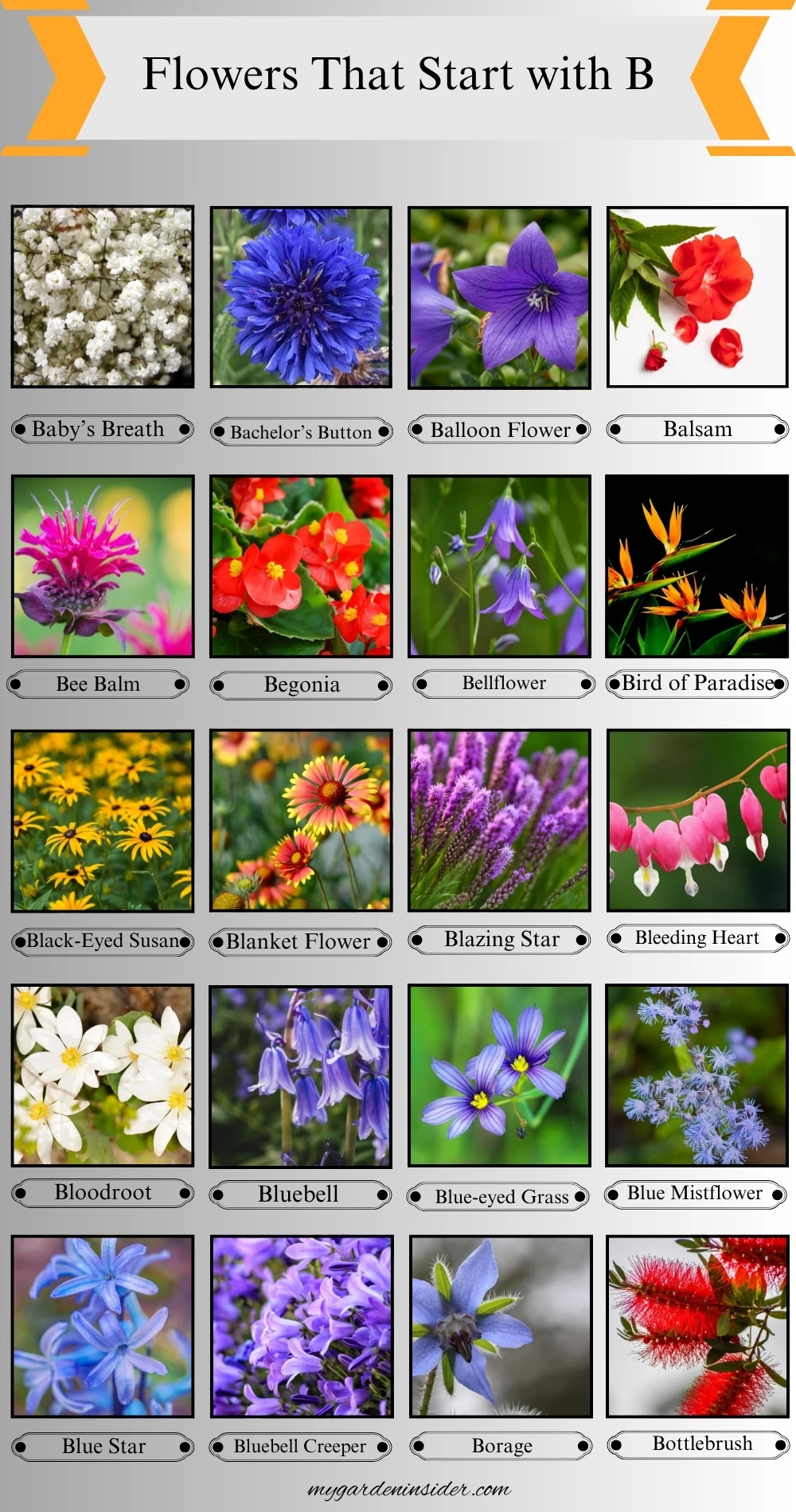 Flowers that start with B