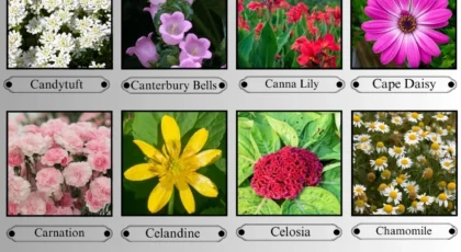 Flowers that start with C