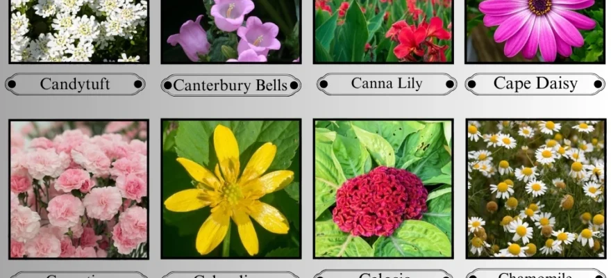 Flowers that start with C