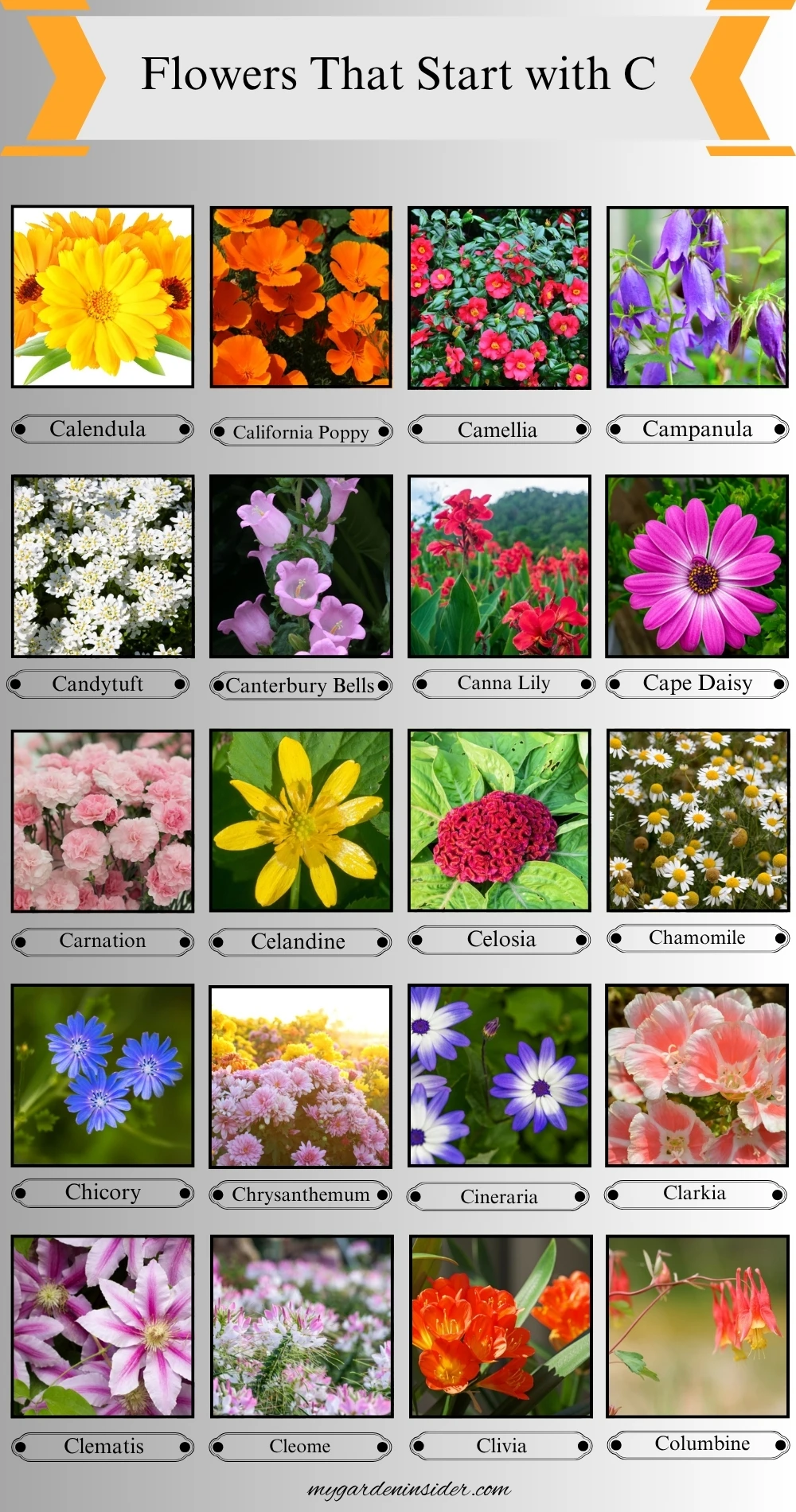 Flowers that start with C