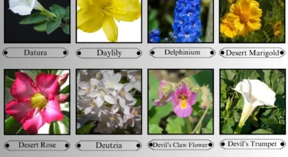 Flowers That Start With the Letter D