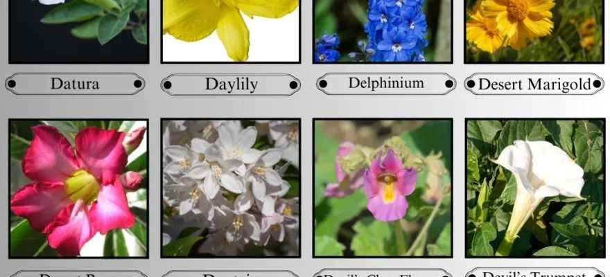 Flowers That Start With the Letter D