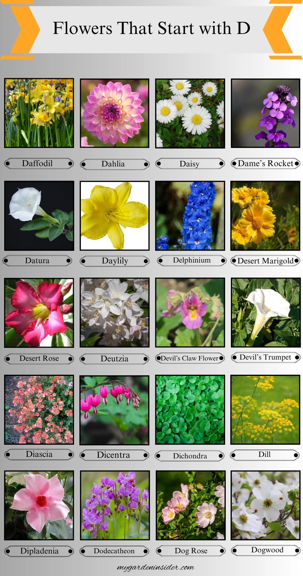 Flowers That Start With the Letter D