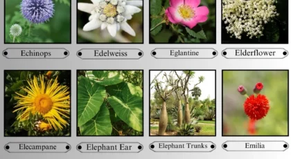 Flowers That Start With the Letter E