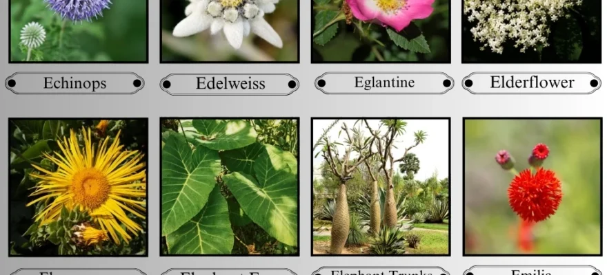 Flowers That Start With the Letter E