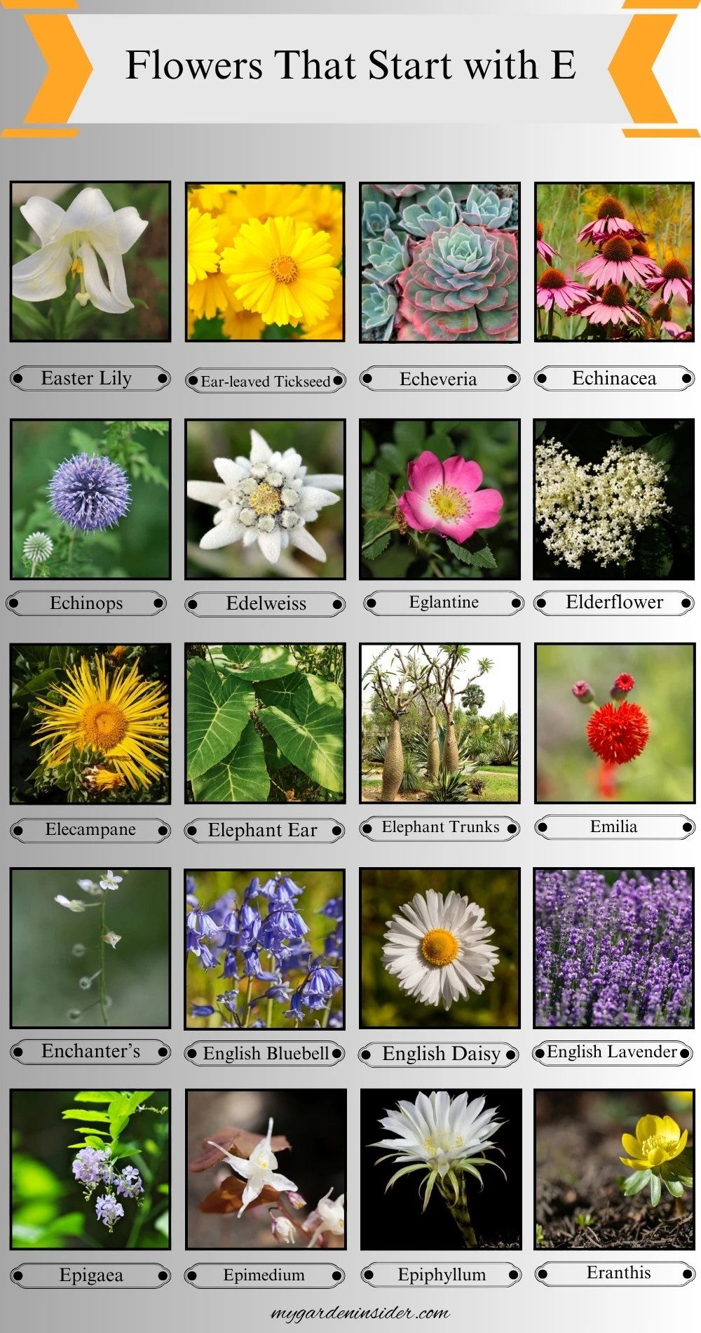 Flowers That Start With the Letter E