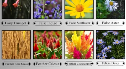 Flowers That Start With the Letter F