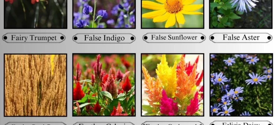 Flowers That Start With the Letter F