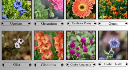 Flowers That Start With the Letter G