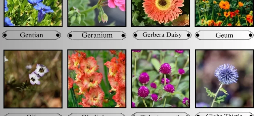 Flowers That Start With the Letter G