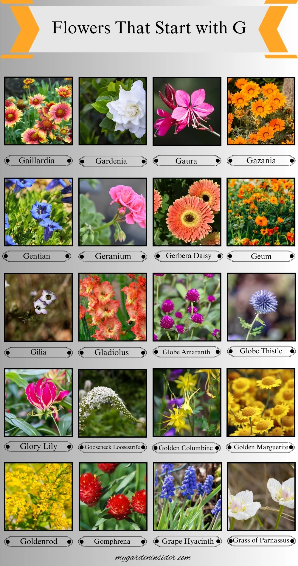 Flowers That Start With the Letter G