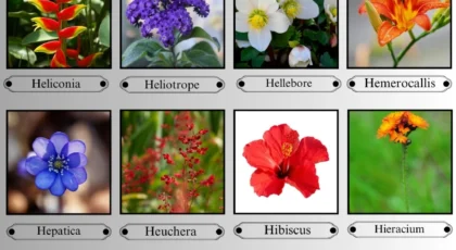 Flowers that start with H