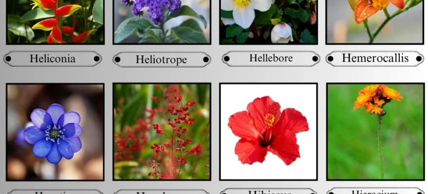 Flowers that start with H