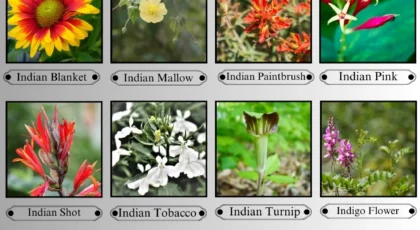 Flowers That Start with I