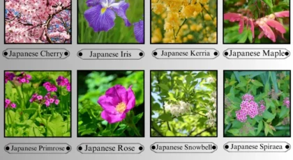 Flowers That Start With the Letter J