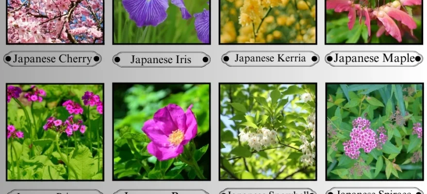 Flowers That Start With the Letter J