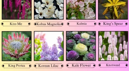 Flowers That Start With the Letter K