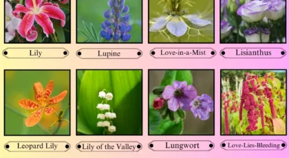 Flowers That Start With the Letter L