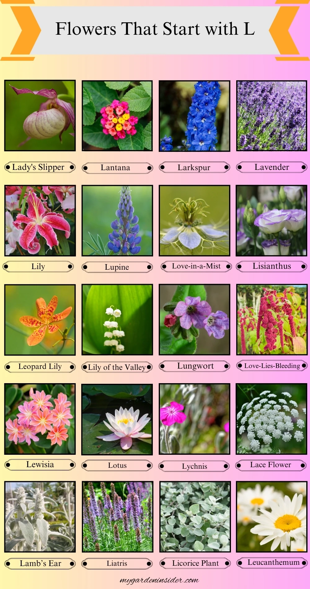 Flowers That Start With the Letter L