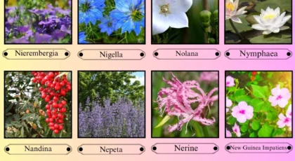 Flowers That Start With the Letter N
