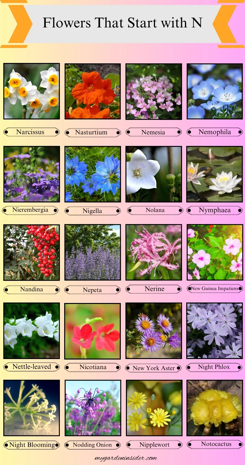 Flowers That Start With the Letter N