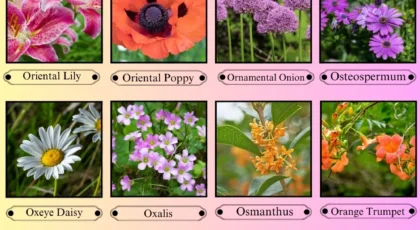 Flowers That Start With the Letter O