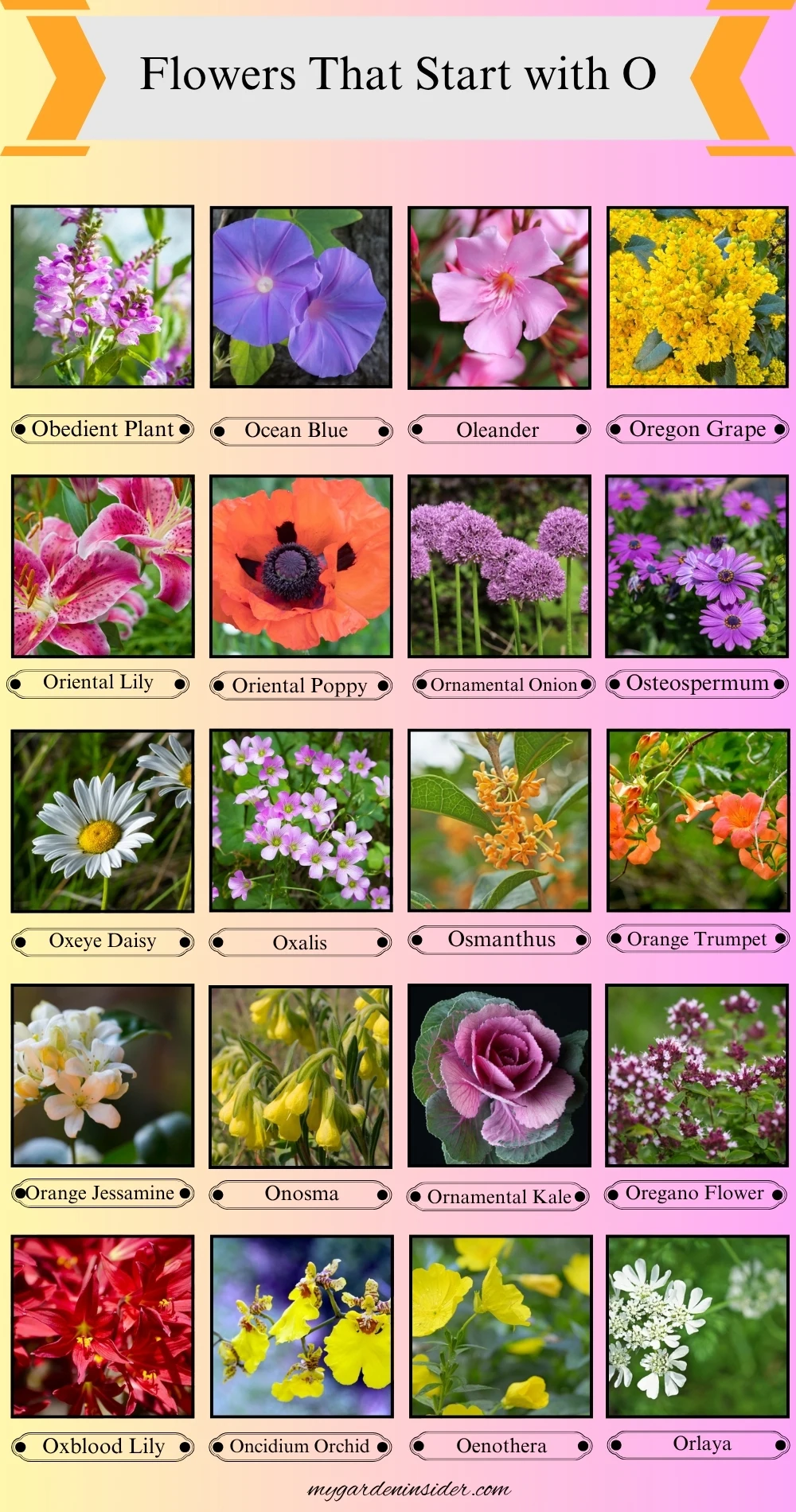 Flowers That Start With the Letter O