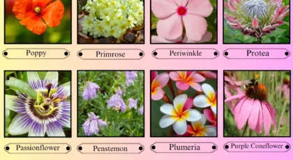 Flowers That Start With the Letter P