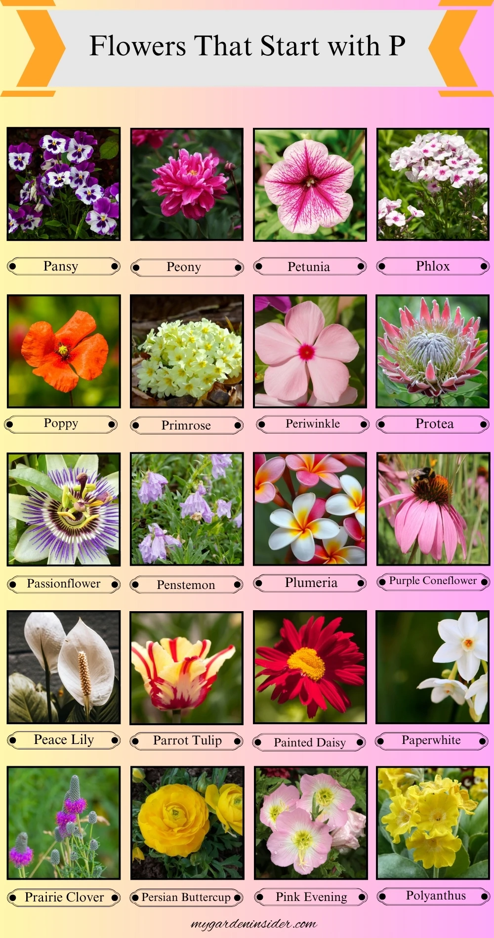 Flowers That Start With the Letter P