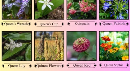 Flowers That Start With the Letter Q